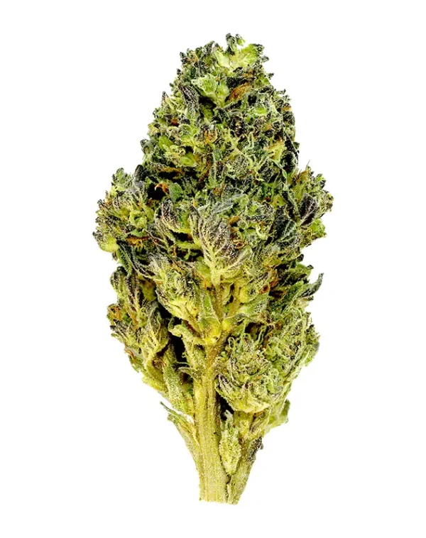 Gelato Mintz – THCA Flower